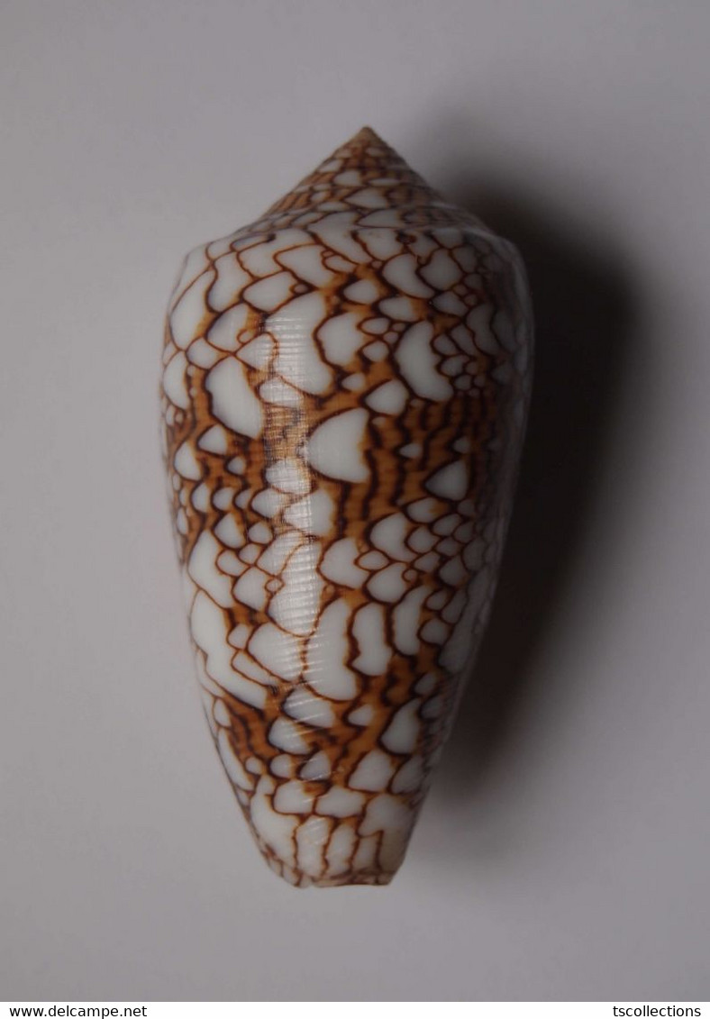 Conus Textile - Coquillages