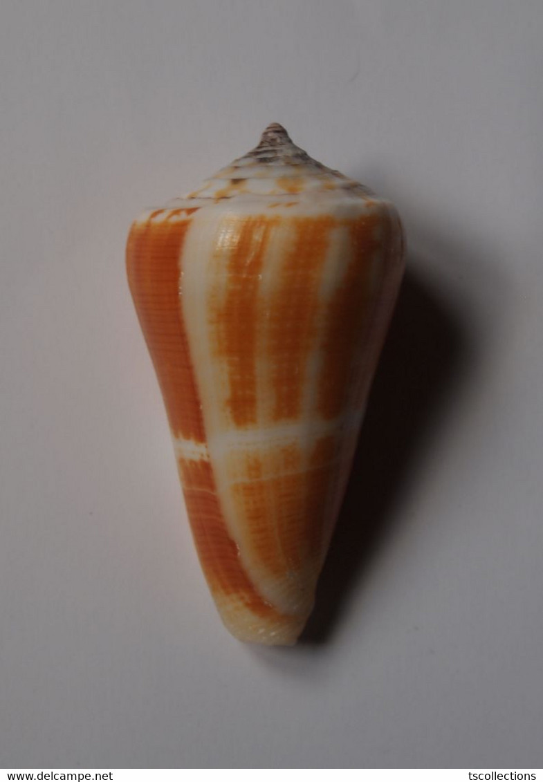 Conus Consors - Coquillages