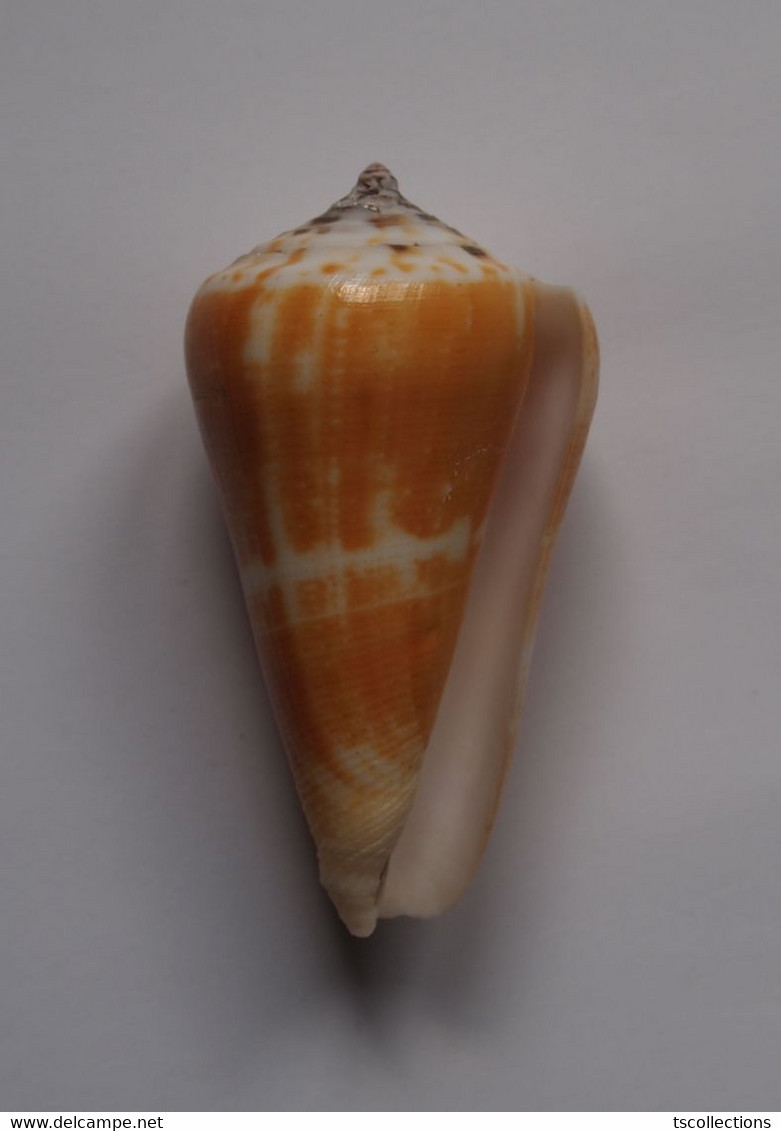 Conus Consors - Coquillages