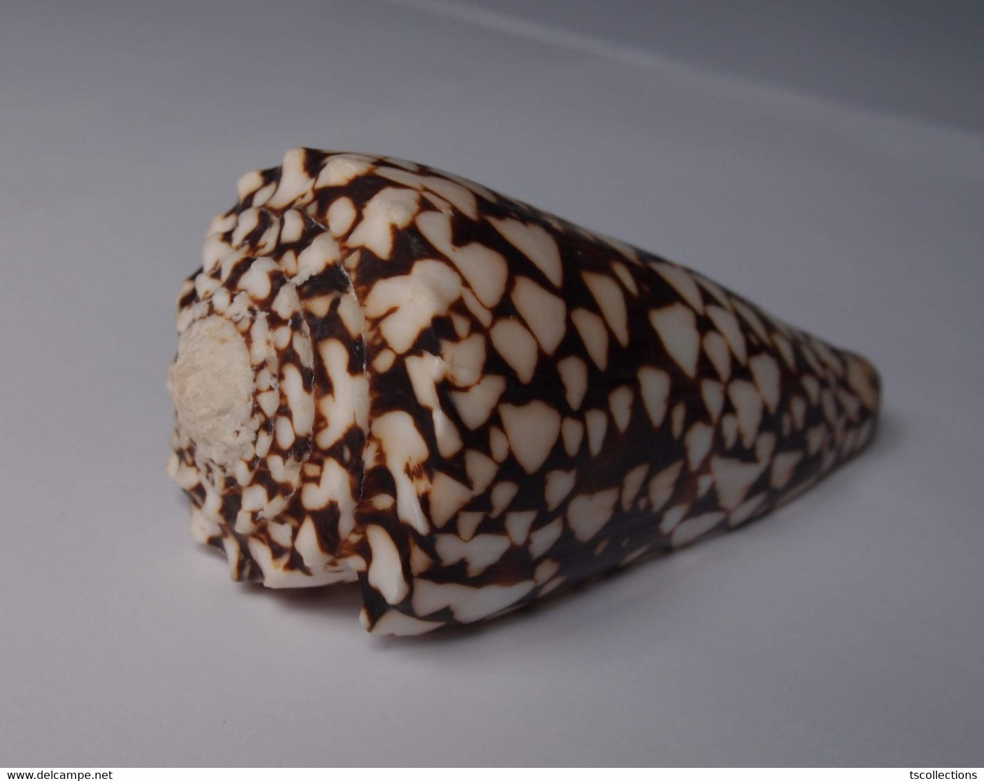 Conus Bandanus - Coquillages