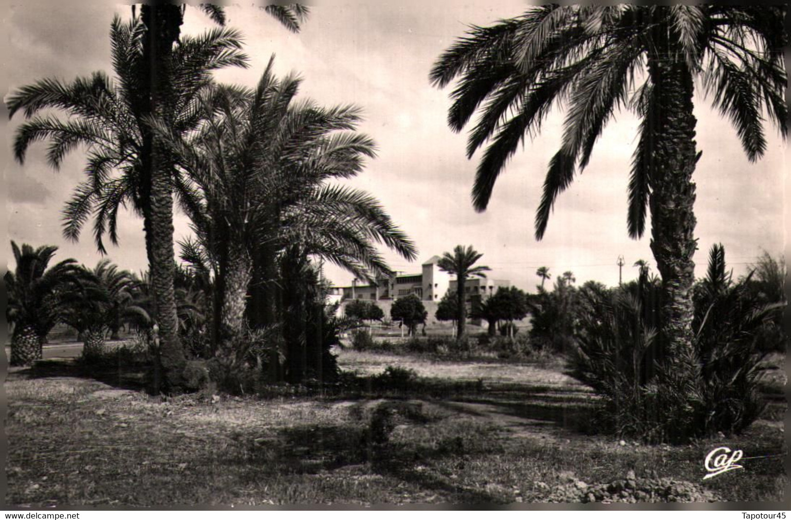 Maroc  >   Carte Postale  > Scène Et Types > La Cigogne > T V 7 F 06 ) - Marrakech