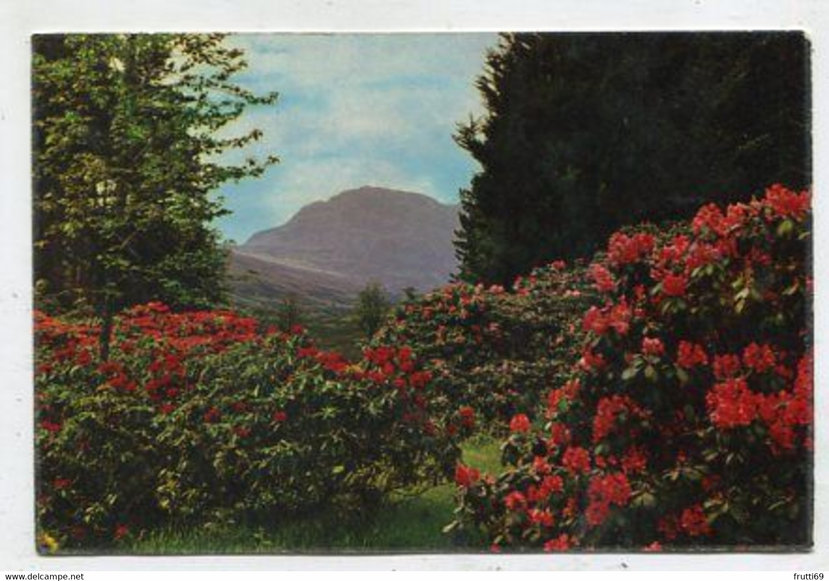 AK 057814 SCOTLAND - Rhododendrons By Balquhidder - Perthshire