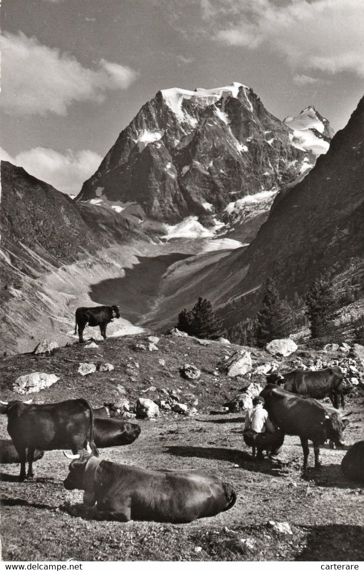 SUISSE,HELVETIA,SWISS,SCHWEIZ,SVIZZERA,SWITZERLAND,VALAIS,AROLLA,BERGER,VACHE,TROUPEAU,BIO - Sonstige & Ohne Zuordnung