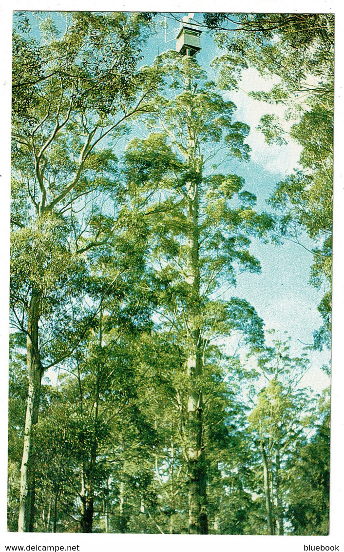 Ref  1549  -  Postcard - The Gloucester Tree Lookout - Pemberton Western Australia - Altri & Non Classificati