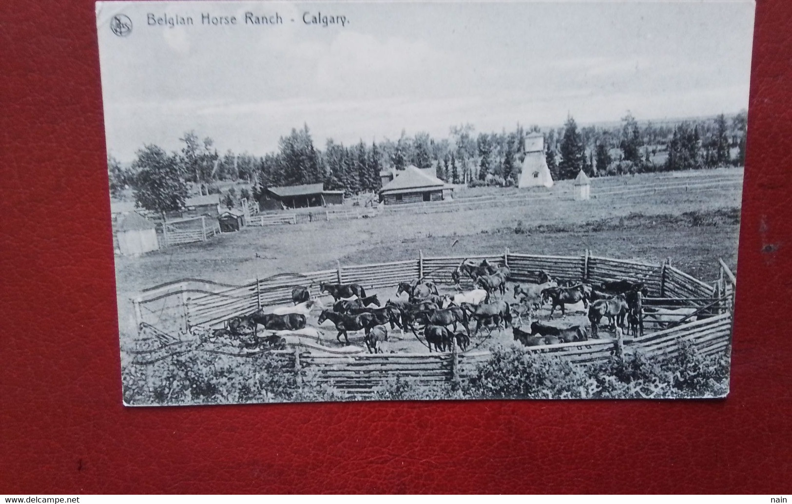 CANADA - CALGARY - " BELGIAN HORSE RANCH  . CALGARY  " - CHEVAUX.... " RARE " ---- - Calgary