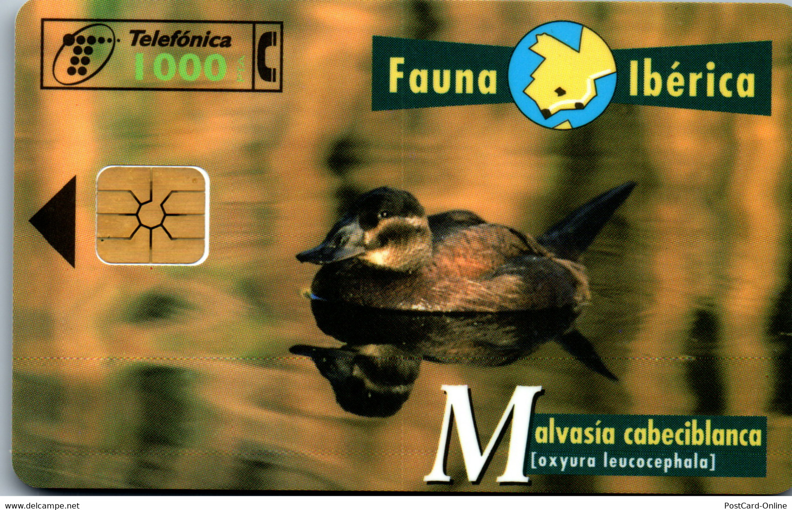 16568 - Spanien - Fauna Iberica , Malvasia Cabeciblnaca - Otros & Sin Clasificación