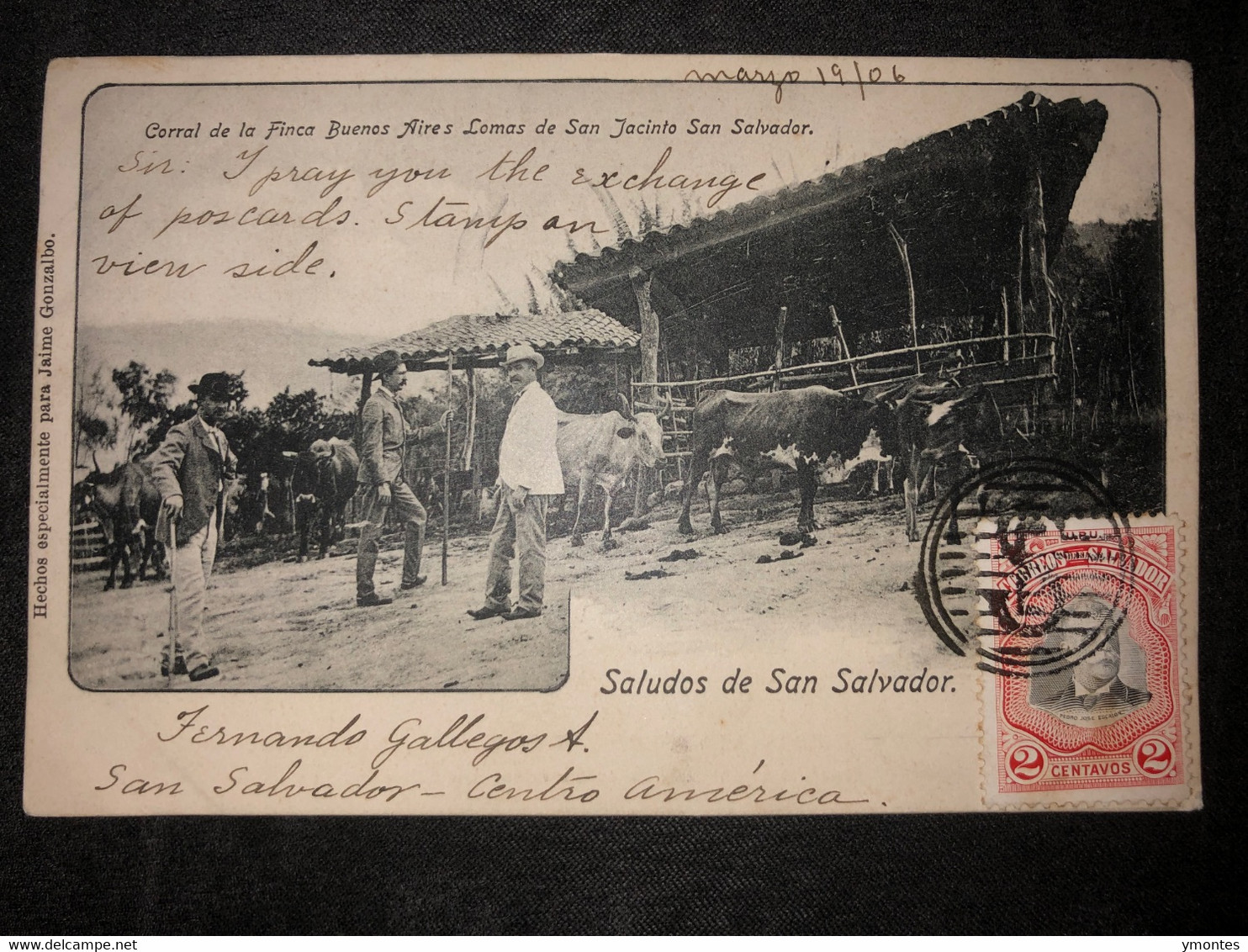 Postcard Cattle El Salvador 1906 - El Salvador
