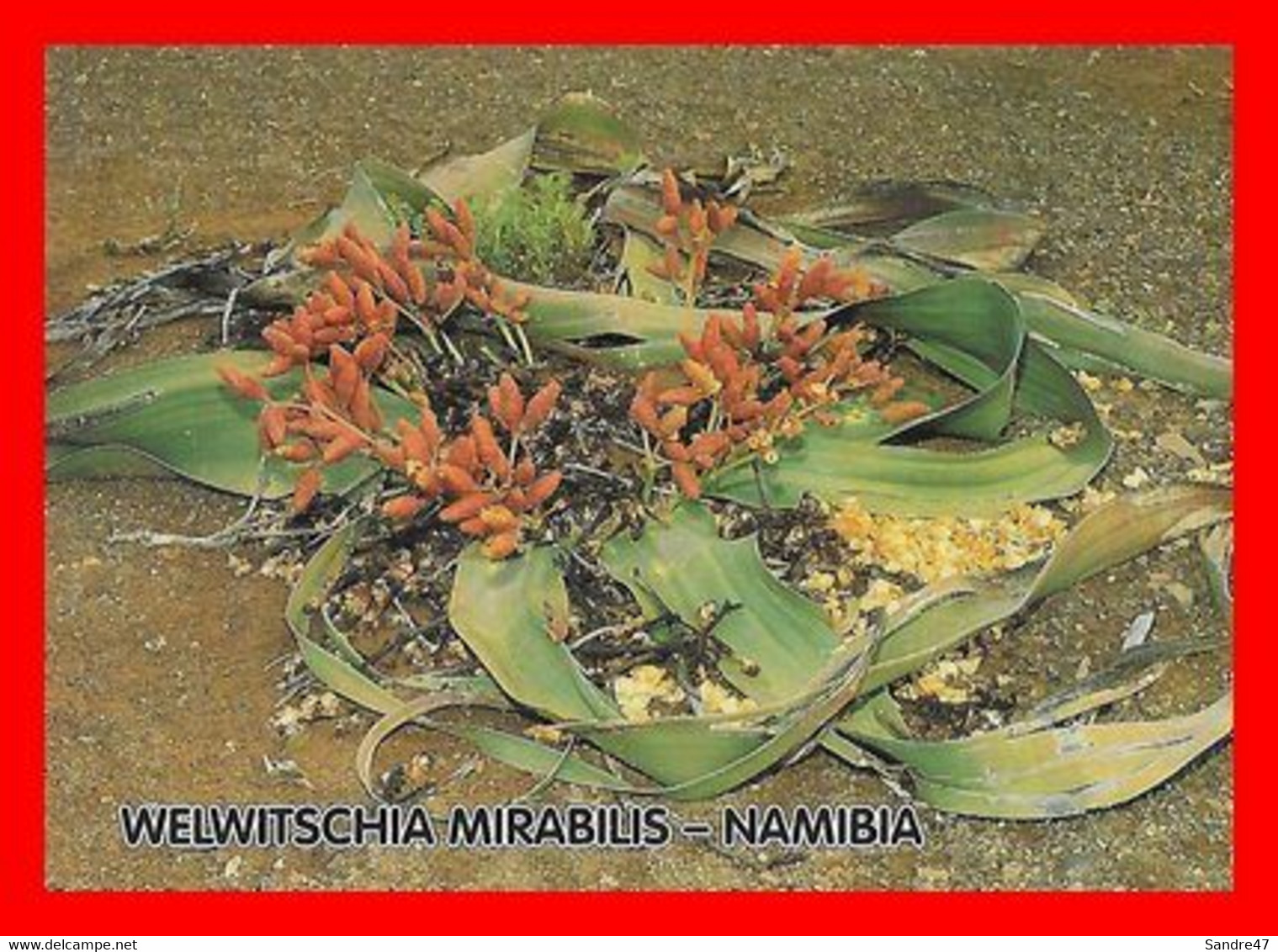 CPSM/gf PLANTES. WELWITSCHIA MIRABILIS (Namibie)  Plante Préhistorique...O643 - Plantas Medicinales