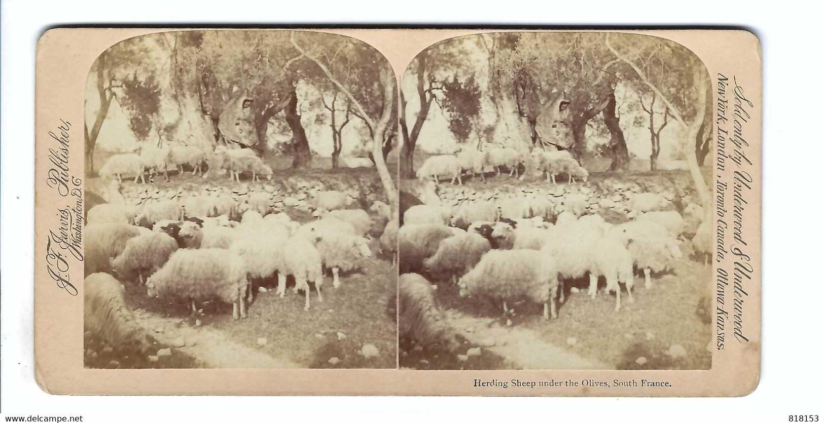 Herding Sheep Under The Olives South France J F Jarvis,Publisher,Washington, D C  Sold By Underwood&Underwood - Visionneuses Stéréoscopiques