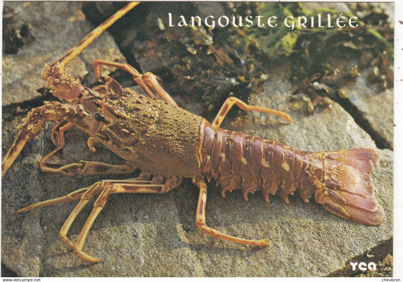 RECETTES DE CUISINE.." LANGOUSTE GRILLEE  " . SERIE GASRTONOMIE BRETONNE - Recettes (cuisine)