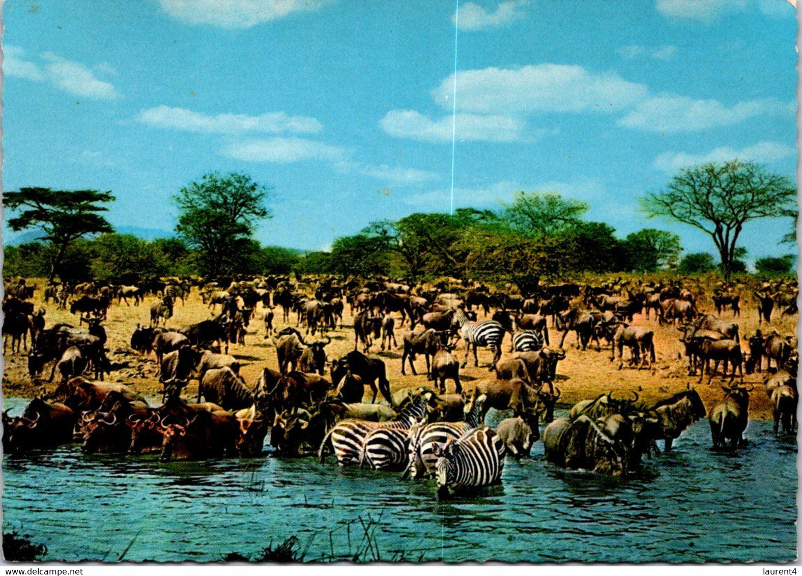 (1 G 3) Frankfurt (German) - Africa Zebra & Gnus At Waterhole In Africa ? - Zebras