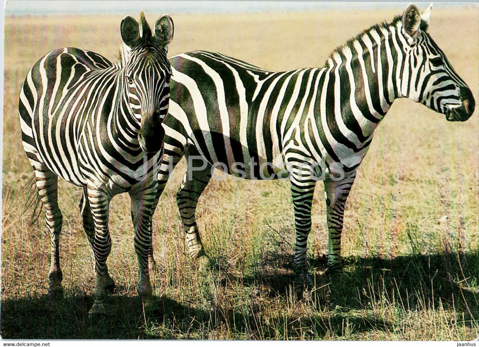 Zebra - Animals - 1 - 1986 - Russia USSR - Unused - Zebras