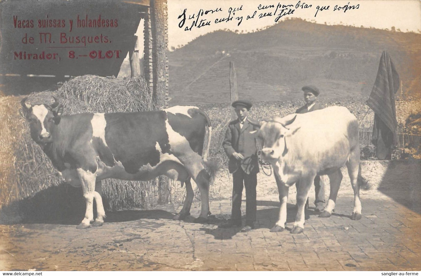 CPA ESPAGNE OLOT VACAS SUISSAS Y HOLANDESAS DE M.BUSQUETS MIRADOR OLOT (cpa Rare - Sonstige & Ohne Zuordnung