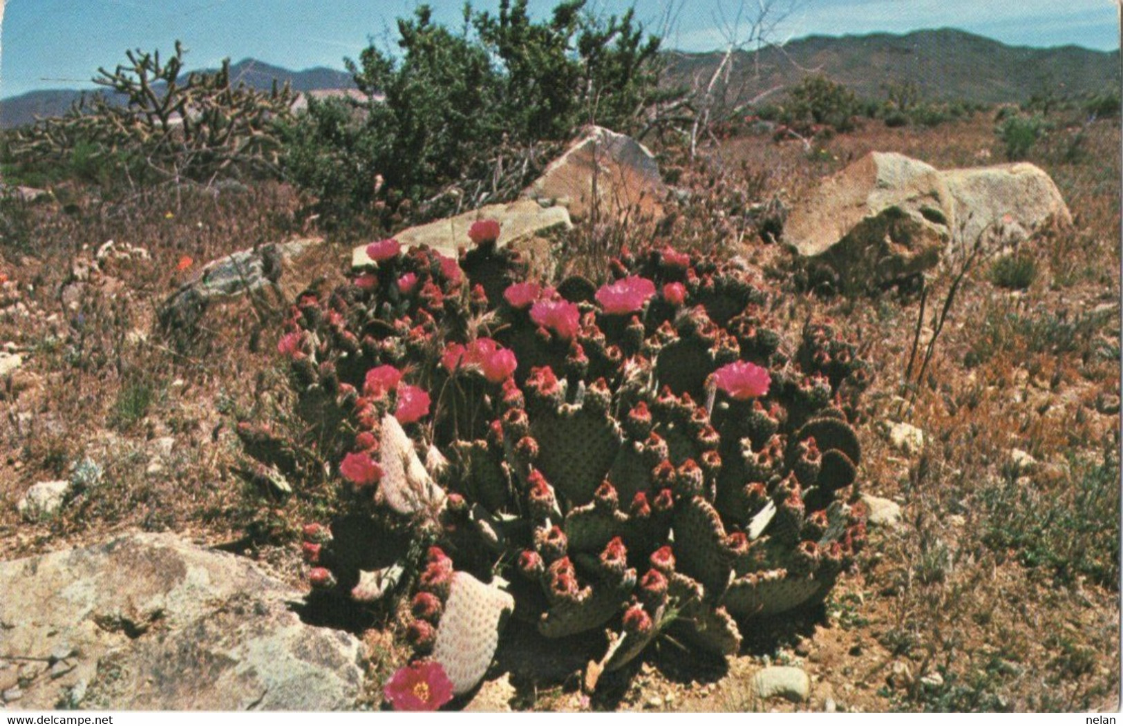 BEAVERTAIL PRICKLY PEAR - OPUNTIA BASILARIS - F.P. - STORIA POSTALE - Phönix