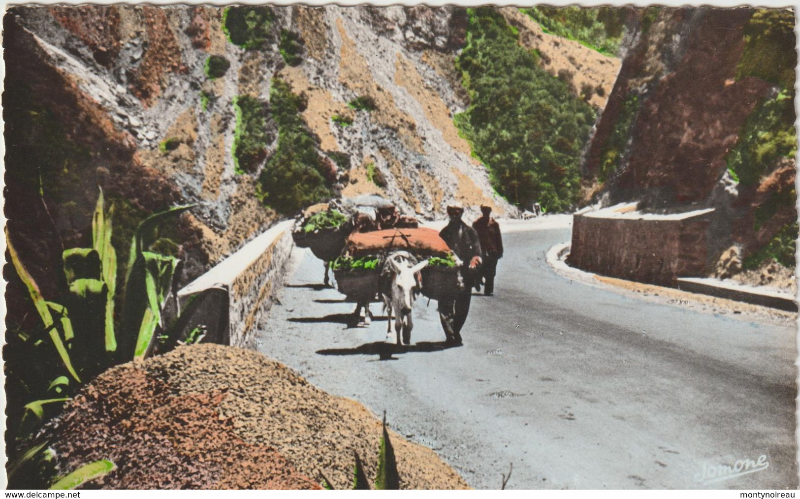 Algérie :  BLIDA :  Gorges  De La  Chiffa , Ane  Charette , Jomone - Blida