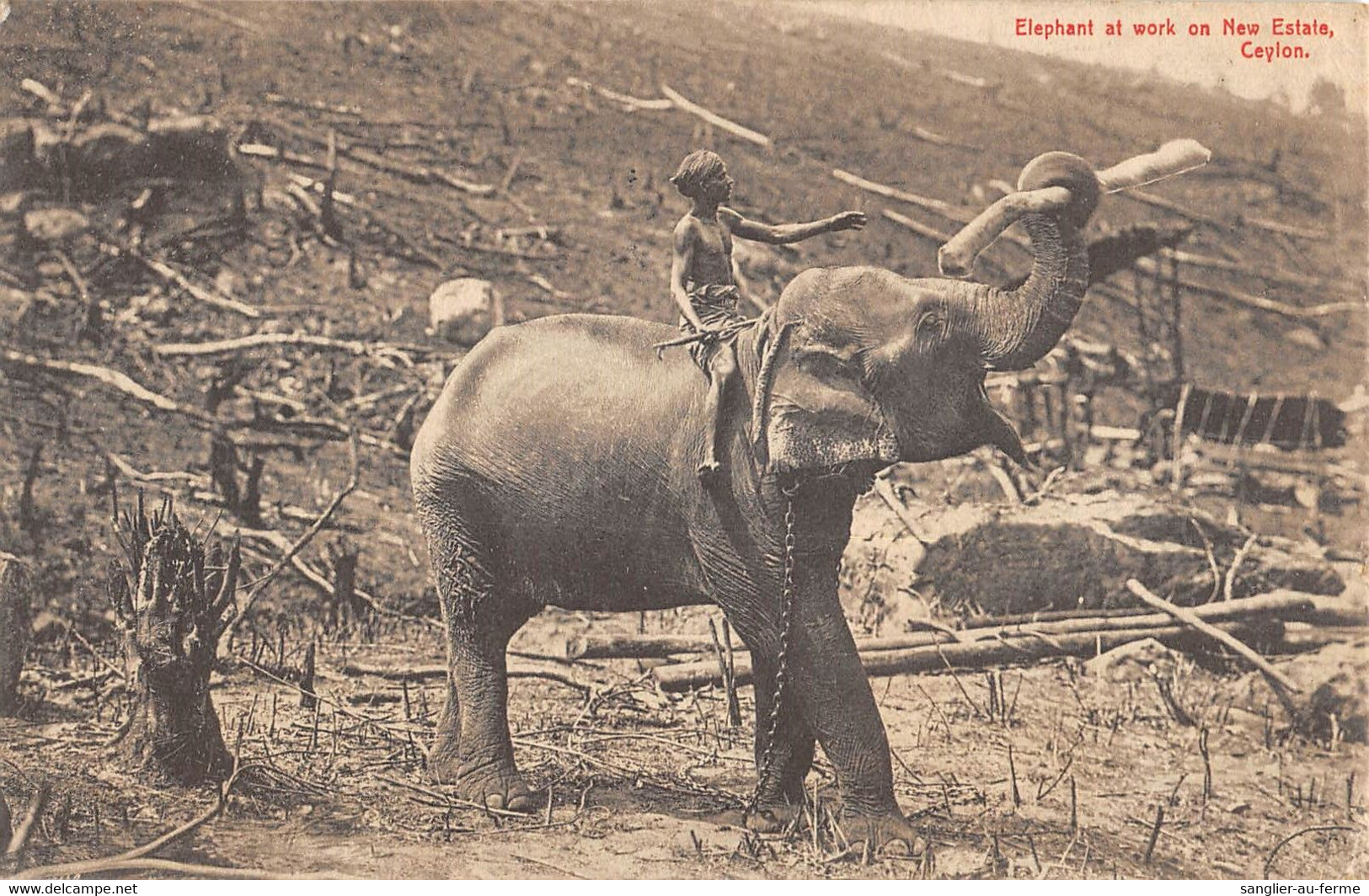 CPA ASIE ELEPHANT AT WORK ON NEW ESTATE CEYLON - Sri Lanka (Ceylon)