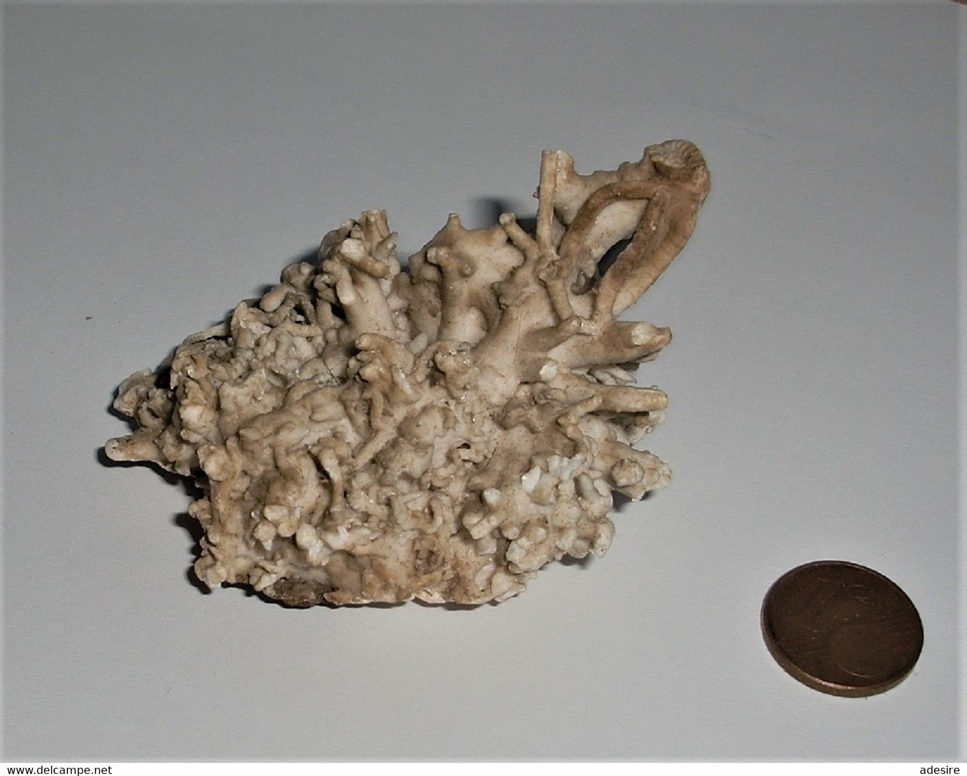 VERSTEINERTE KORALLE? FOSSIL Oder MINERAL?, Weiß/beige, Wunderschönes Sammlerstück, 121 Gramm, 6,5 X 4,7 X 3,5 Cm ... - Fósiles