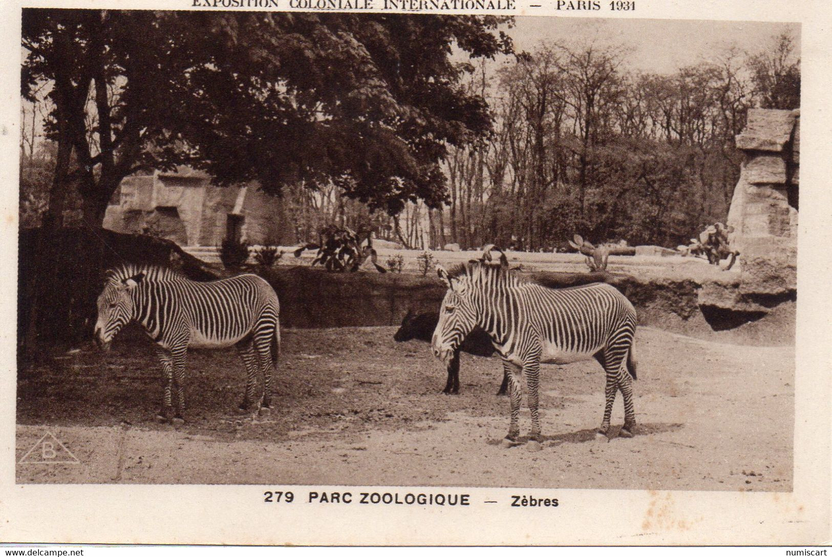 Zoo Parc Zoologique Zèbres Animaux - Zebre