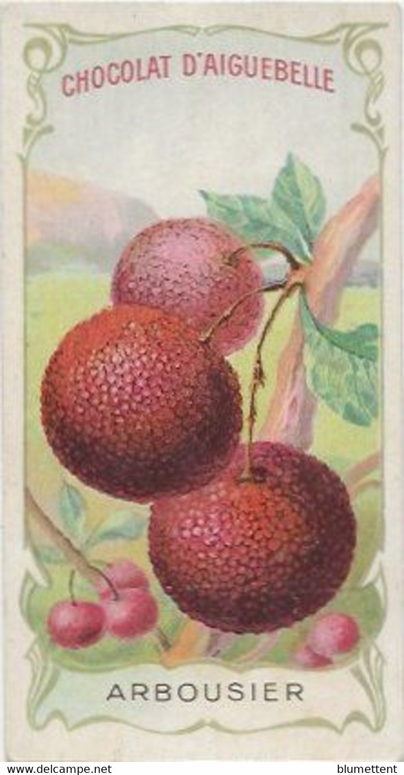 Chromo Aiguebelle 10,5 X 5.5 - Plante Fruit - Arbousier - Aiguebelle