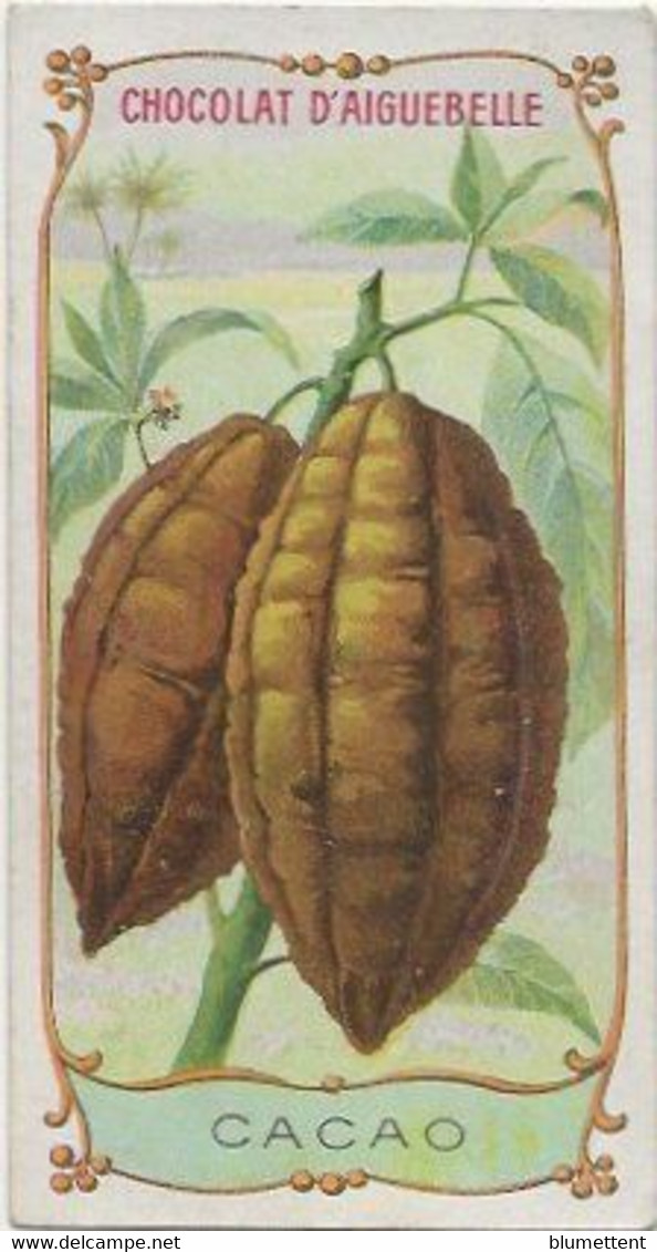 Chromo Aiguebelle 10,5 X 5.5 - Plante Fruit - Cacao - Aiguebelle