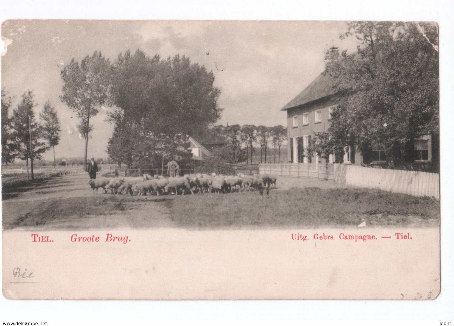 Netherlands - Tiel - Groote Brug - Uitg. Gebrs. Campagne - Sheep - 1902 - Tiel