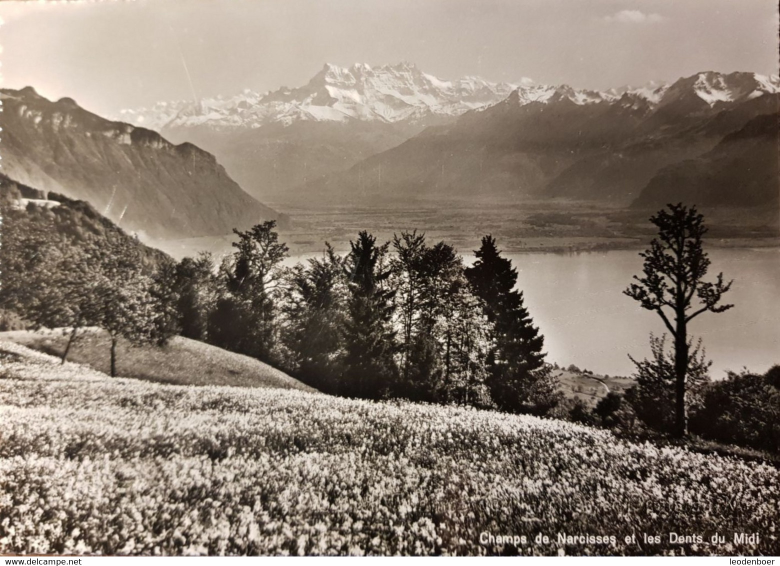 Champs De Narcisse Et Les Dents De Midi - 012467 - Cham