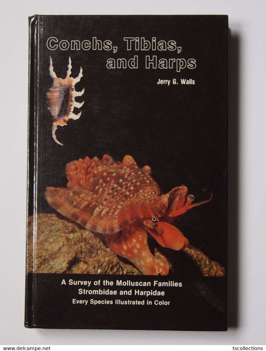 Conchs, Tibias, And Harps - Wildlife