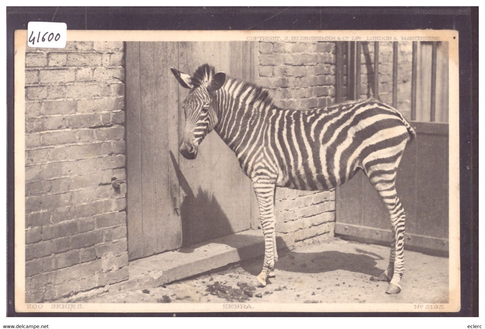 JARDIN ZOOLOGIQUE - ZEBRE - TB - Zebras