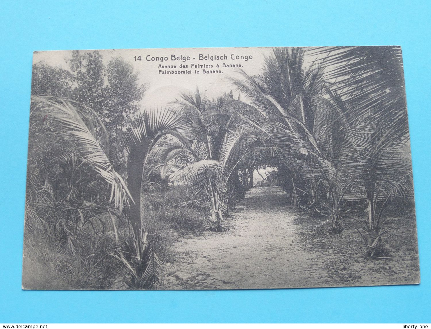 Palmboomlei Te BANANA Avenue Des Palmiers > Congo-Belge ( Edit. : 14 ) Anno 1913 ( See / Voir SCAN ) ! - Congo Belge