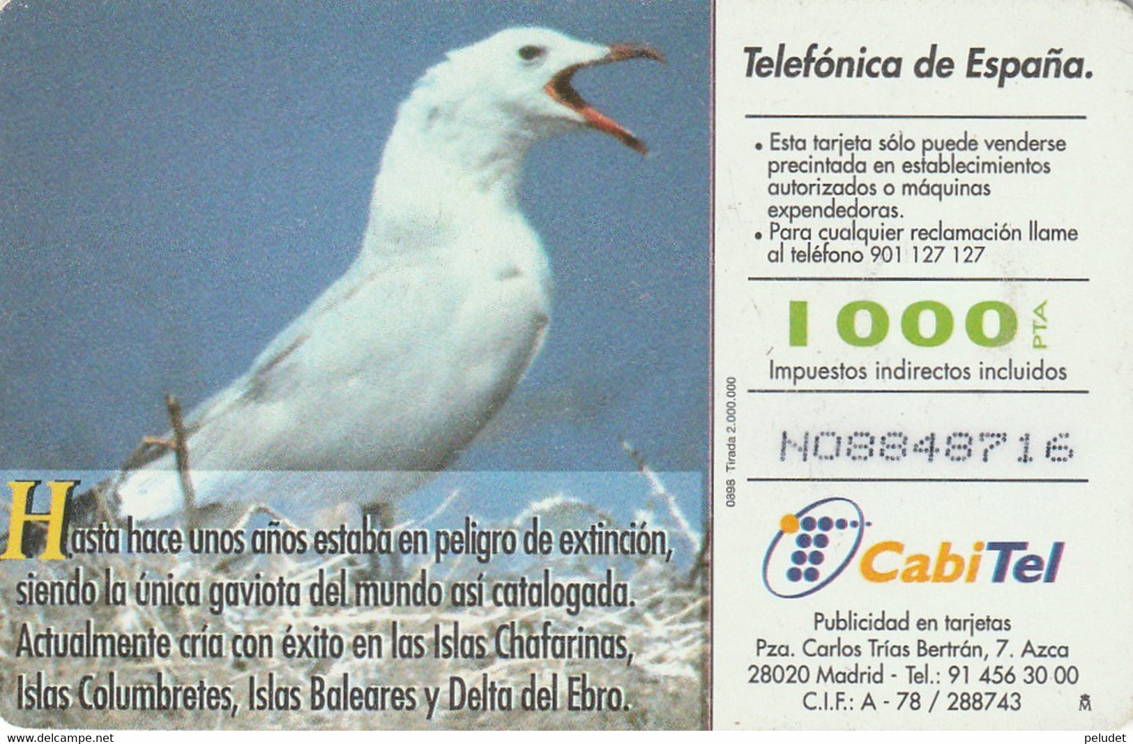 Spain, Espagne, Telefonica Fauna Iberica Gaviota De Audouin - Otros & Sin Clasificación