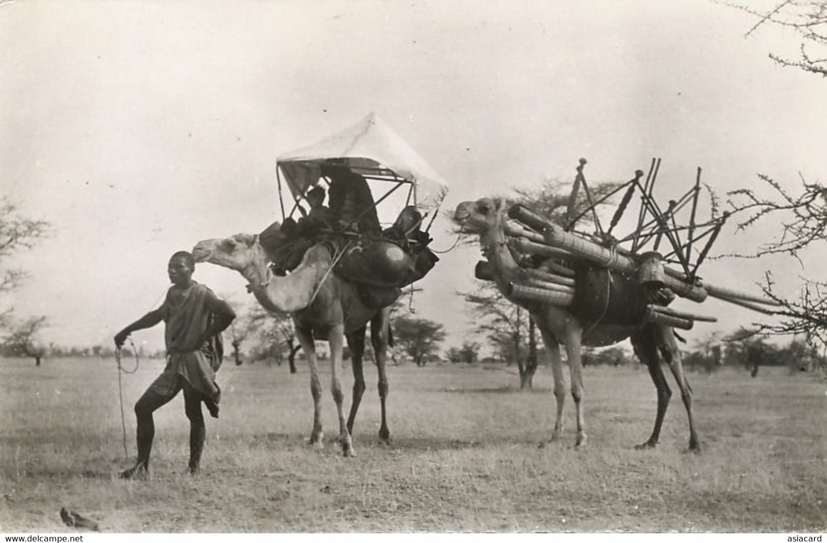 Real Photo Souvenir Mauritanie Caravane Chameaux Camel Caravan - Mauretanien