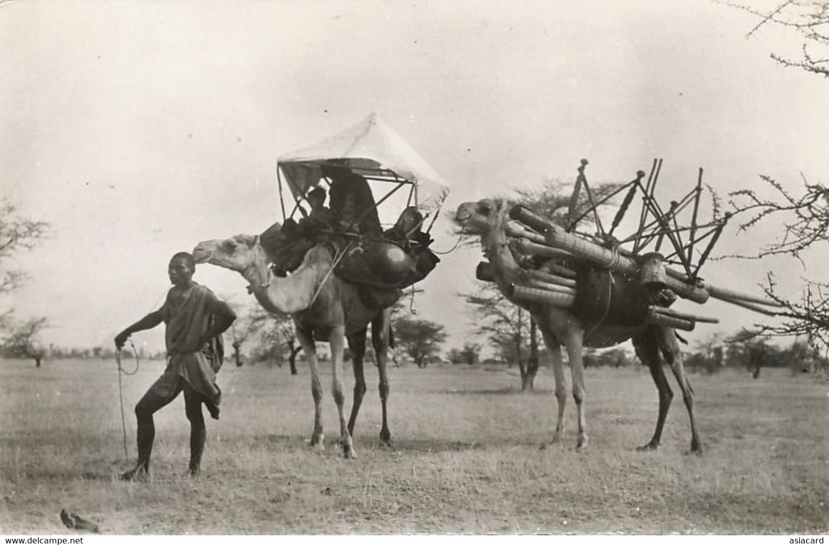 Real Photo Souvenir Mauritanie Caravane Chameaux Camel Caravan - Mauritanië