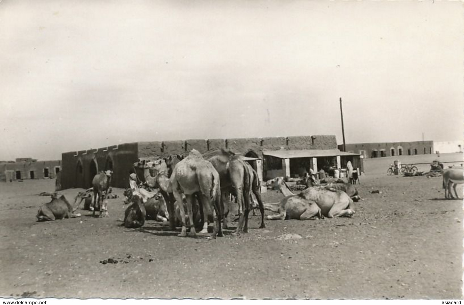 Real Photo Souvenir Mauritanie Caravane Chameaux Camel Caravan Sahara - Mauritanie