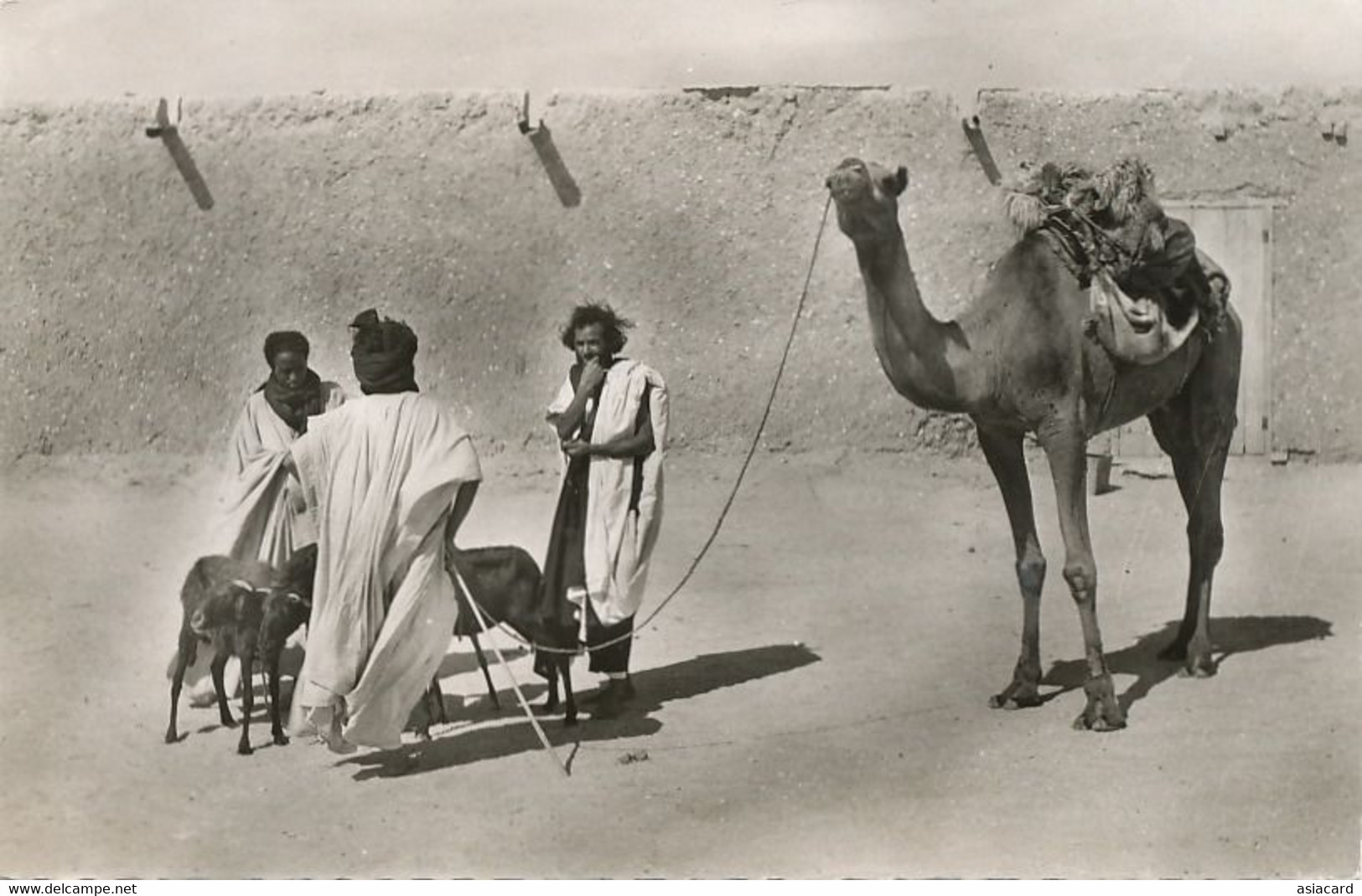 Real Photo Souvenir Mauritanie Caravane Chameaux Camel Caravan Touareg With Sheeps . - Mauritanië