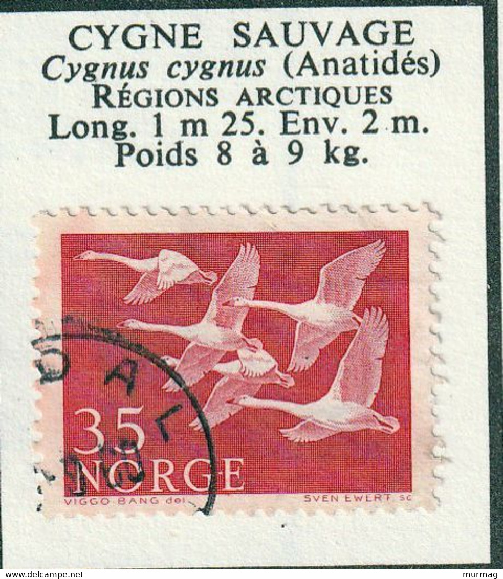 NORVEGE - Faune, Cygne Sauvage - 1956 - MH-oblitéré - Sonstige & Ohne Zuordnung