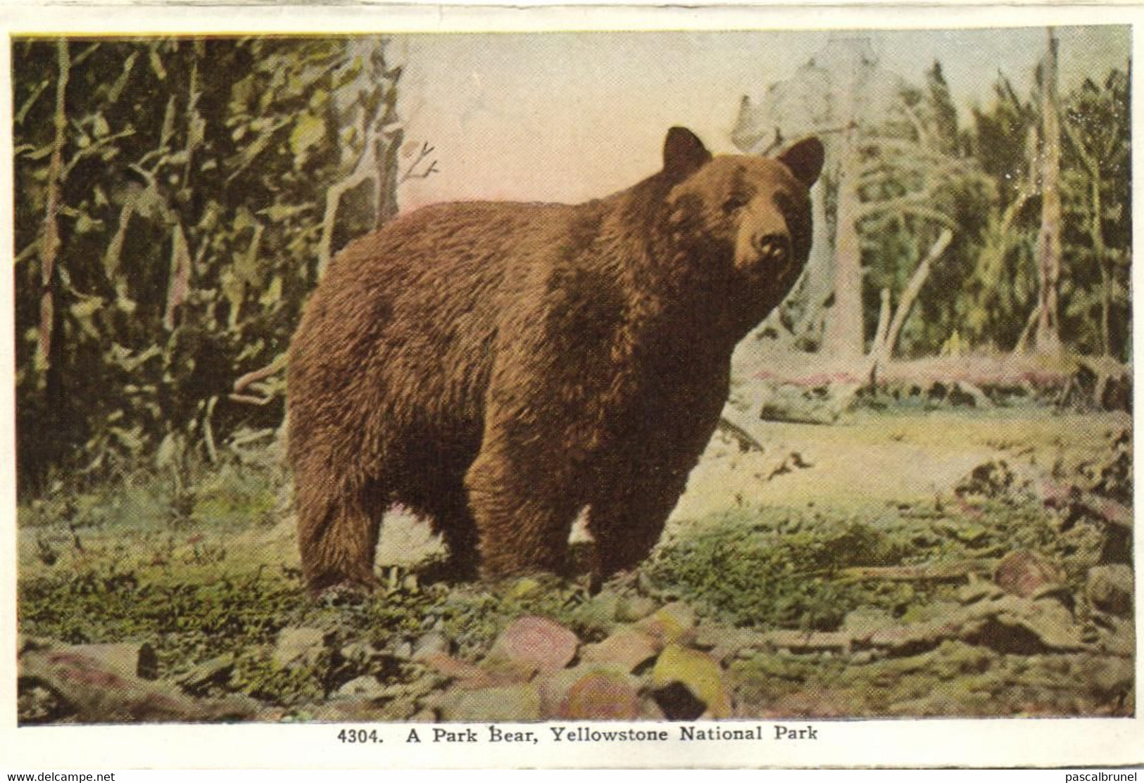 YELLOWSTONE - NATIONAL PARK - A PARK BEAR - MINERVA TERRACE - MAMMOTH HOT SPRINGS - Yellowstone