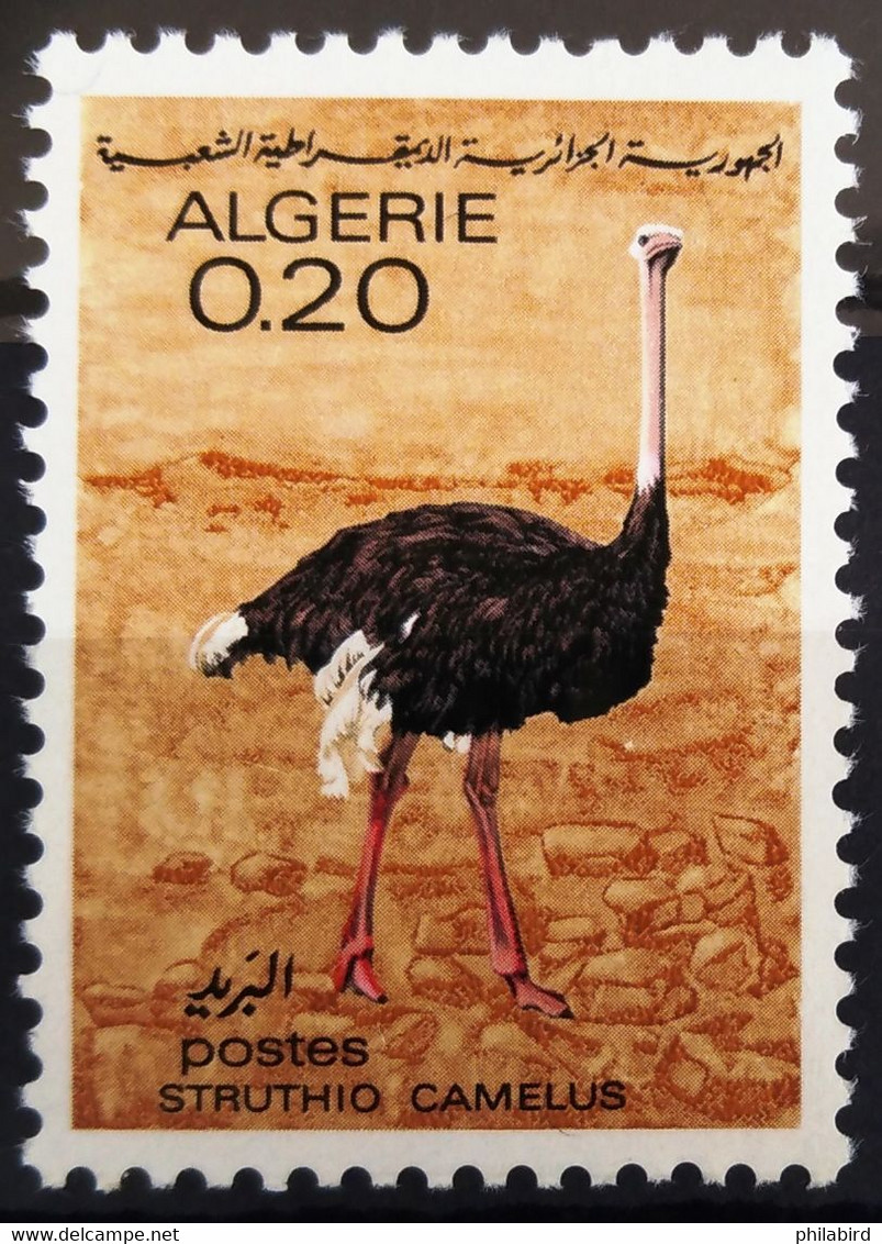 OISEAUX - ALGERIE                  N° 448                     NEUF** - Autruches