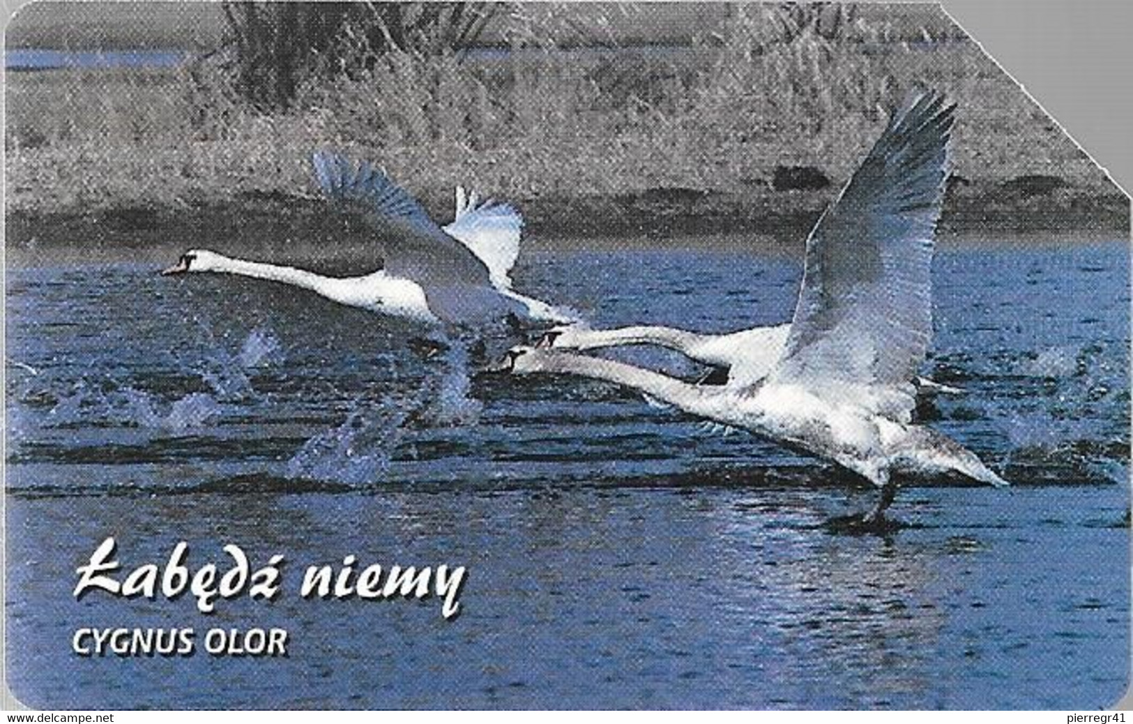 CARTE-MAGNETIQUE-POLOGNE-CYGNE BLANC-Utilisé-TBE- - Hühnervögel & Fasanen