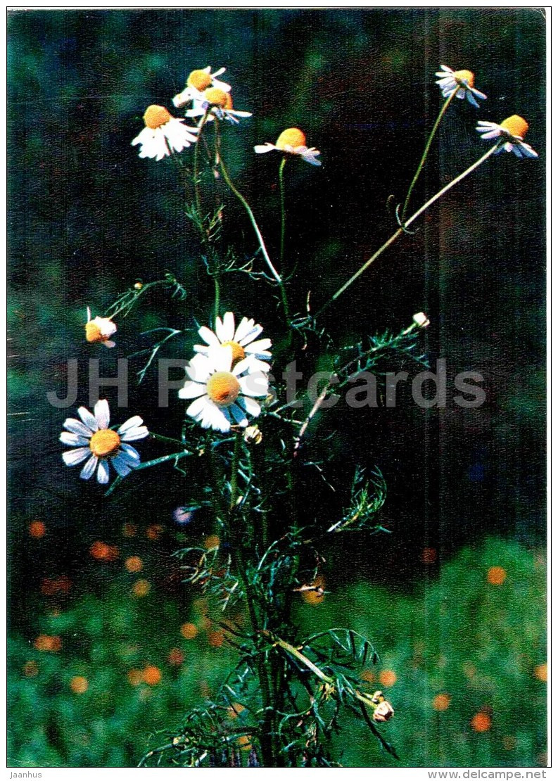 German Chamomile - Matricaria Chamomilla - Medicinal Plants - 1976 - Russia USSR - Unused - Geneeskrachtige Planten