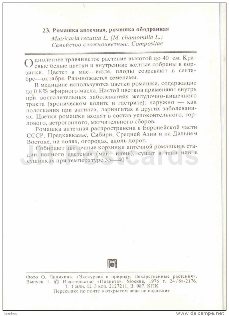 German Chamomile - Matricaria Chamomilla - Medicinal Plants - 1976 - Russia USSR - Unused - Heilpflanzen