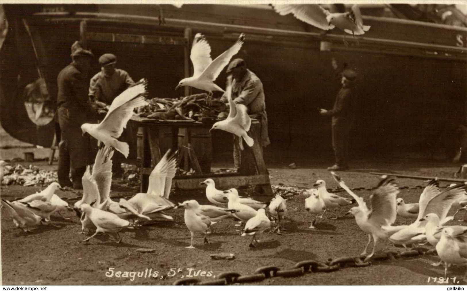 SEAGULLS SAINT IVES - St.Ives