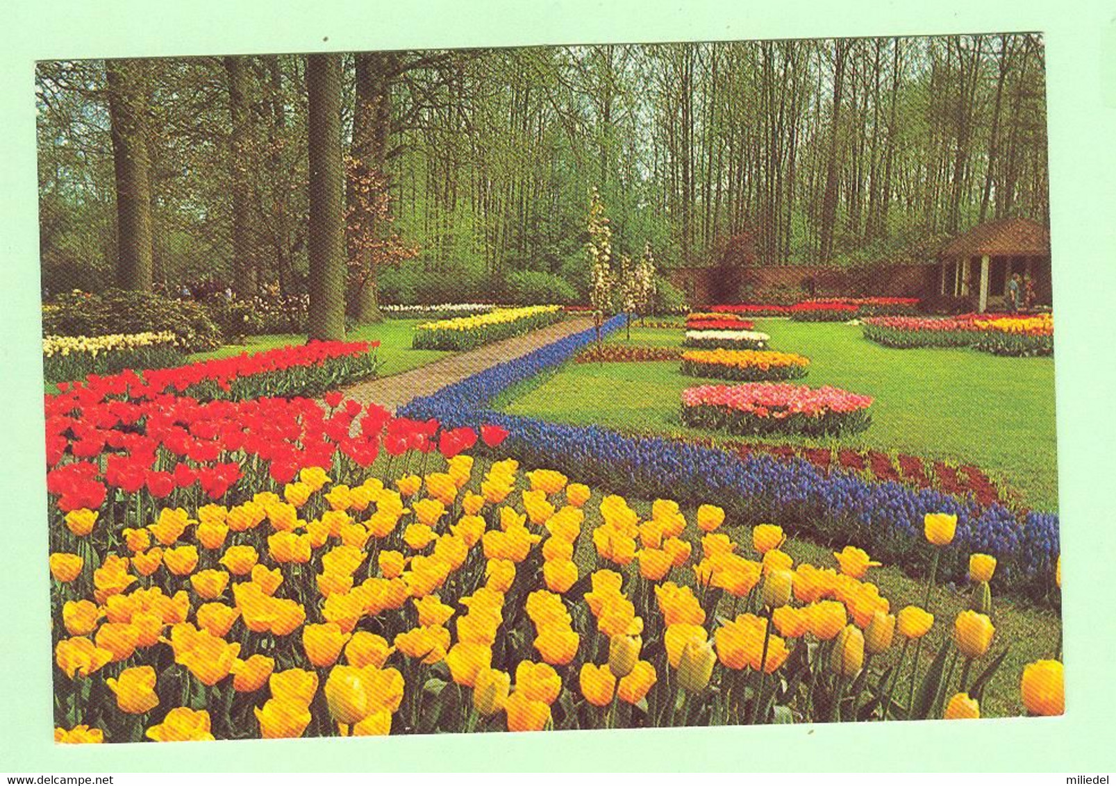 T1799 - PAYS BAS - Lisse Holland - Keukenhof - Lisse