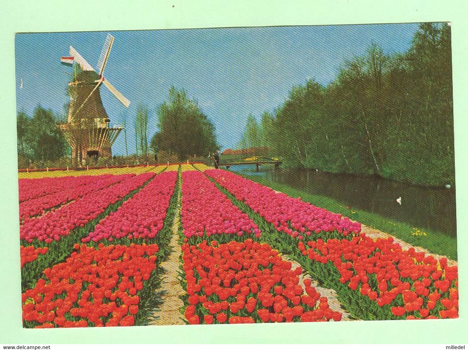 T1803 - PAYS BAS - Lisse Holland - Keukenhof - Moulin, Molino, Molines - Lisse