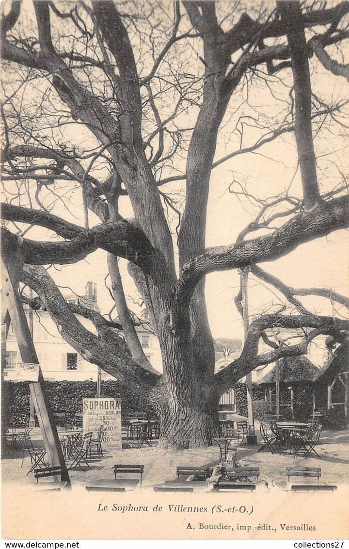 78-VILLENNES- LE SAPHORA DE VILLENNES- ARBRE APPORTE DU JAPON - Villennes-sur-Seine