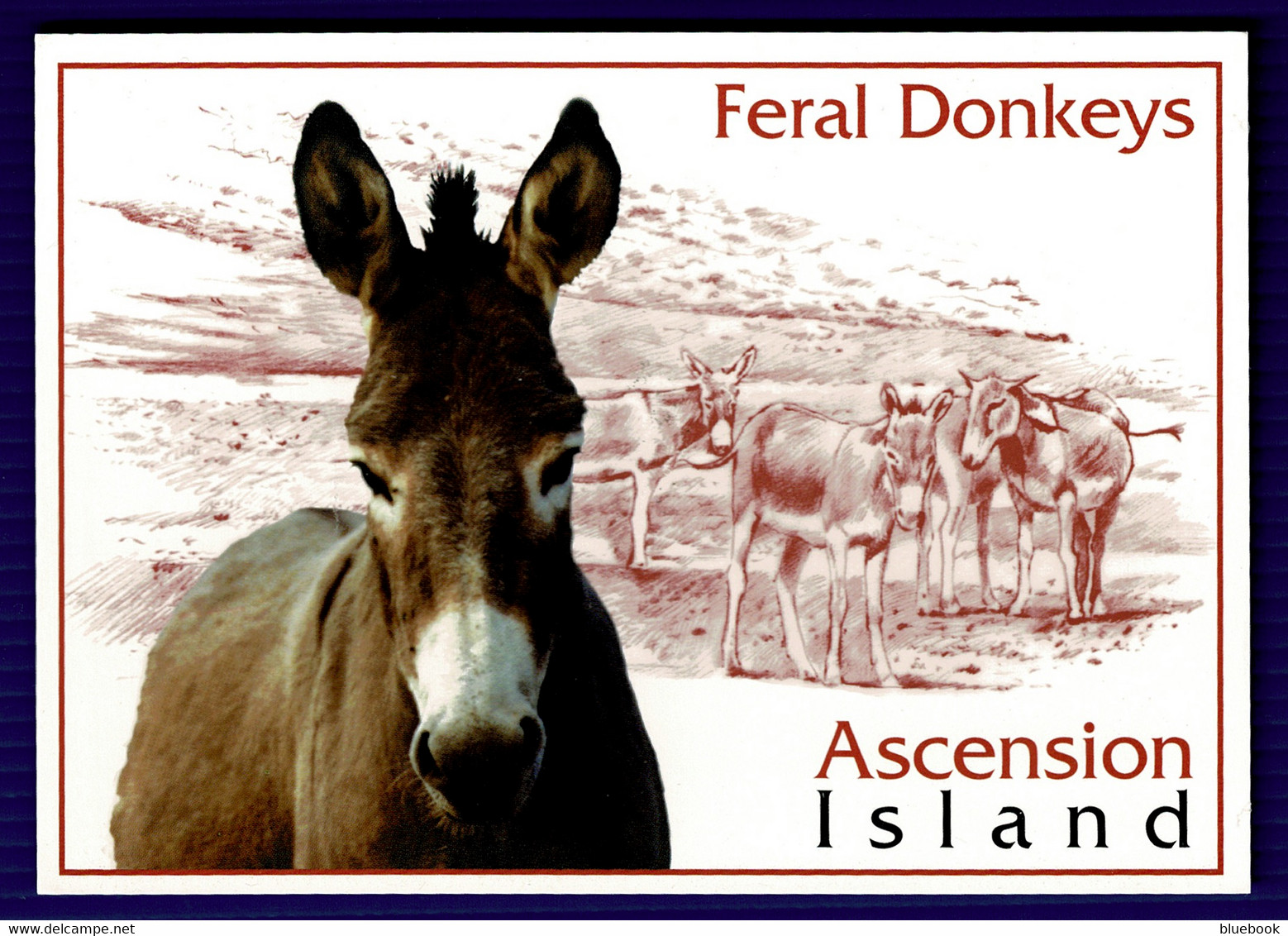 Ref 1552 - Postcard - Feral Donkeys Ascension Island - 50p Stamp Not Sent - Animals Theme - Ascension (Ile)