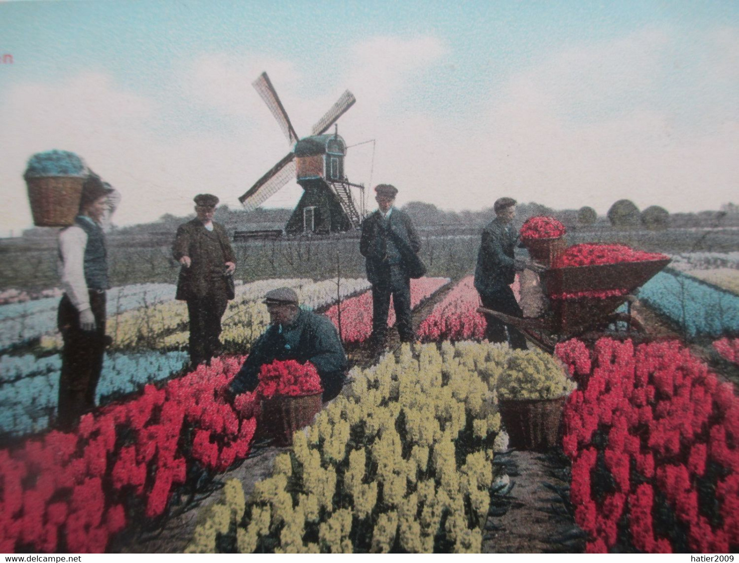 LISSE, Hyacinthenvelden - Belle Animation Avec Ouvriers Et MOULIN - Lisse