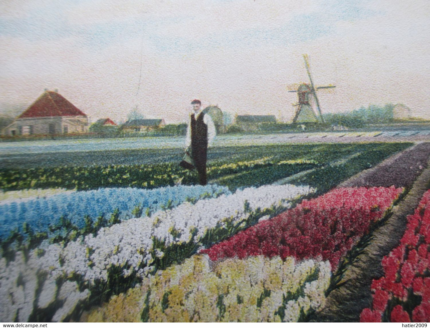 LISSE, Hyacinthenvelden - Belle Animation Avec Ouvriers Et MOULIN - Lisse