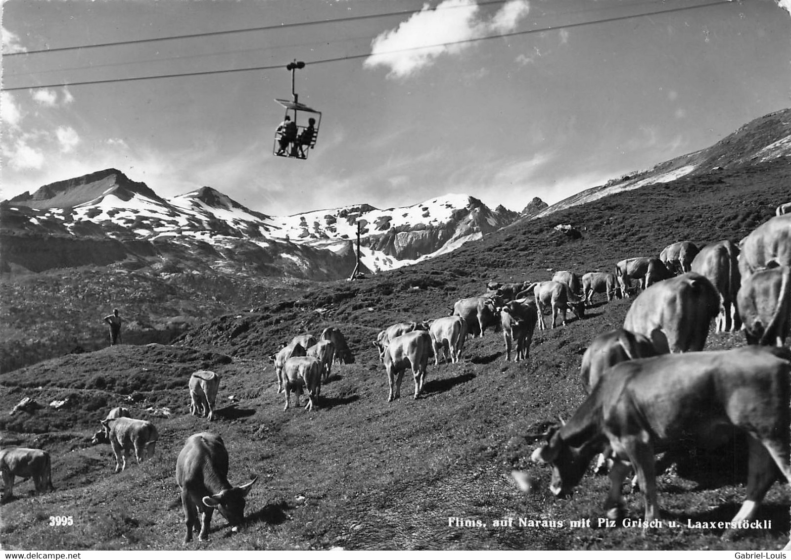 Flims Auf Naraus Mit Piz Grisch U. Laaxerstöckli Herde Von Kühen   (10 X 15 Cm) - Laax