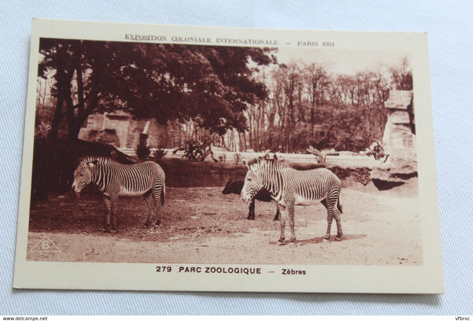 Paris 75, Exposition Coloniale Internationale 1931, Parc Zoologique, Zèbres, Animaux - Zebras