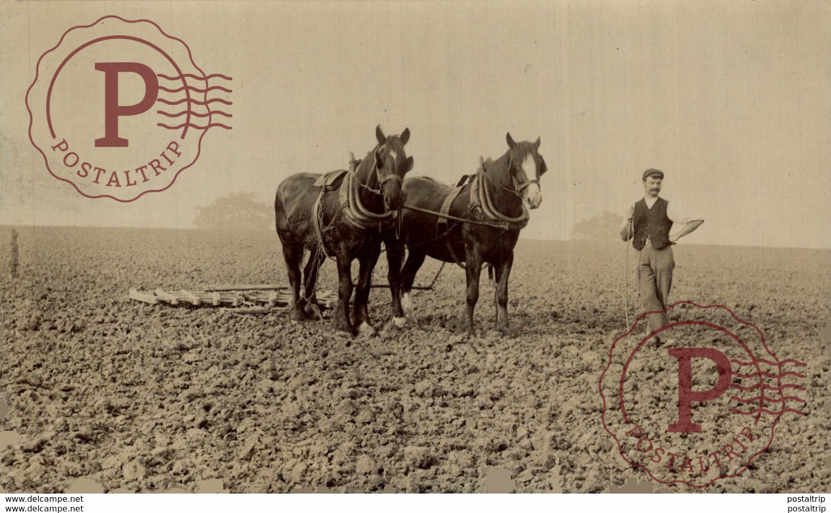 RPPC AGRICULTURA HORSE CHEVAL - Attelages